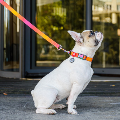 Нашийник для тварин WAUDOG Recycled з QR паспортом L Ш 25 мм Д 33-49 см помаранчевий (46534) Вінниця - фото 7