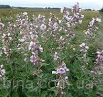 Алтей лекарственный (трава), 100г master sem Киев - изображение 1