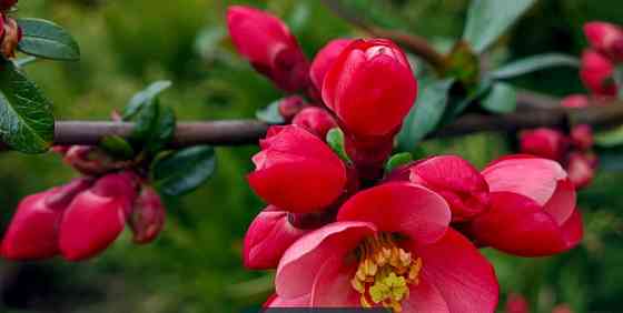 Смартфон Samsung Galaxy S22 Ultra 12/512Gb. (S908U1) White. Киев