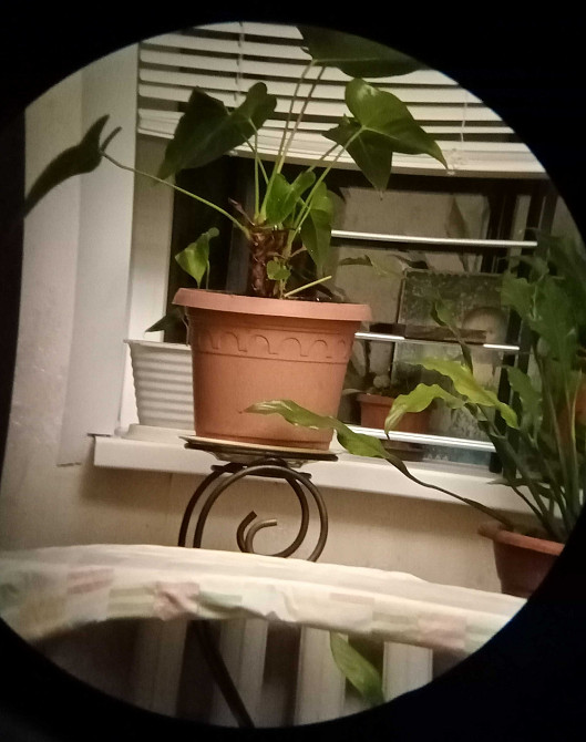 Бінокль системи ROOF з дуже якісним зображенням VICTOPTICS 8х42. Київ - фото 3