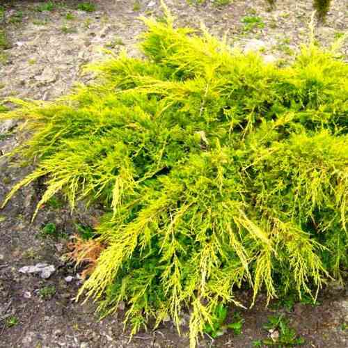 Саженцы можжевельника Золотой Берег (черенкованный) - 3-летний Черновцы