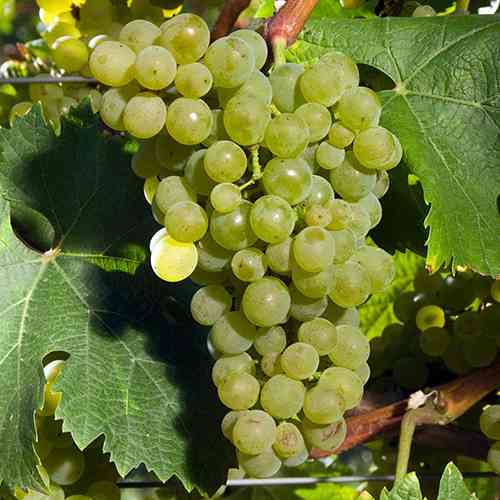 Cаджанці винограду Зеніт (черенкований) - 2-річний Чернівці