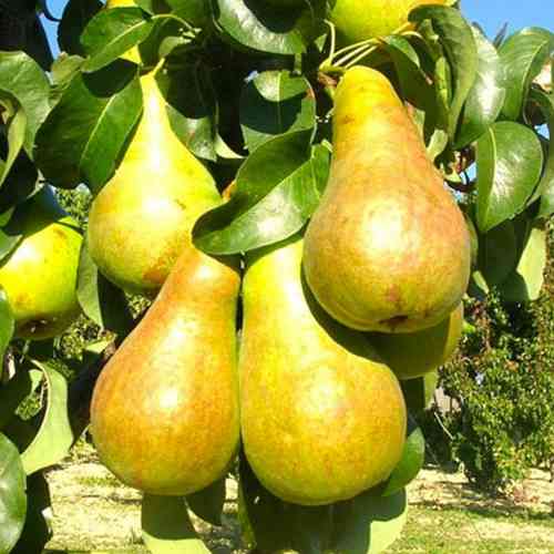 Саджанці груші Чудесниця (привитий) - 1-річний Чернівці