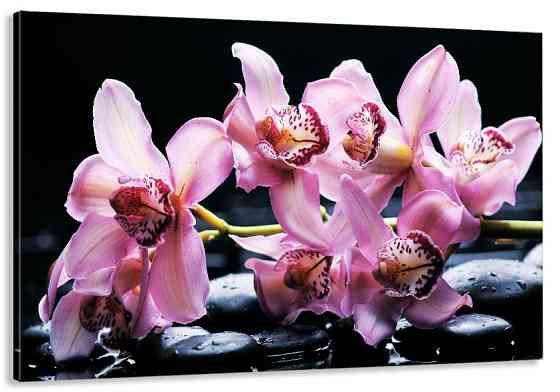 Картина холст в гостиную / спальню Орхідея  MLP_105 Киев