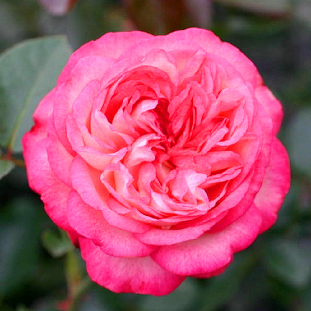 Саженцы плетистых роз Антик (привитый) Черновцы - изображение 1