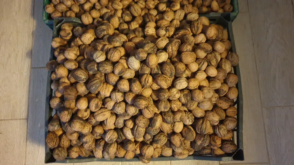 Орехи 2025 года. Одесса Одеса - фото 4