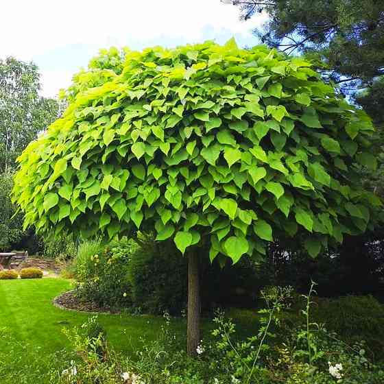 Саджанці катальпи на штамбі Нана - 180-200 см. (привитий) - 3-річний Чернівці