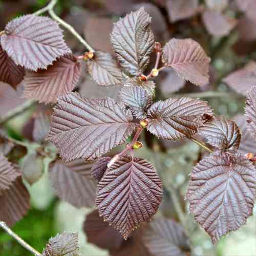 Саженцы фундука Барбакан (отводок) - 2-летний Черновцы