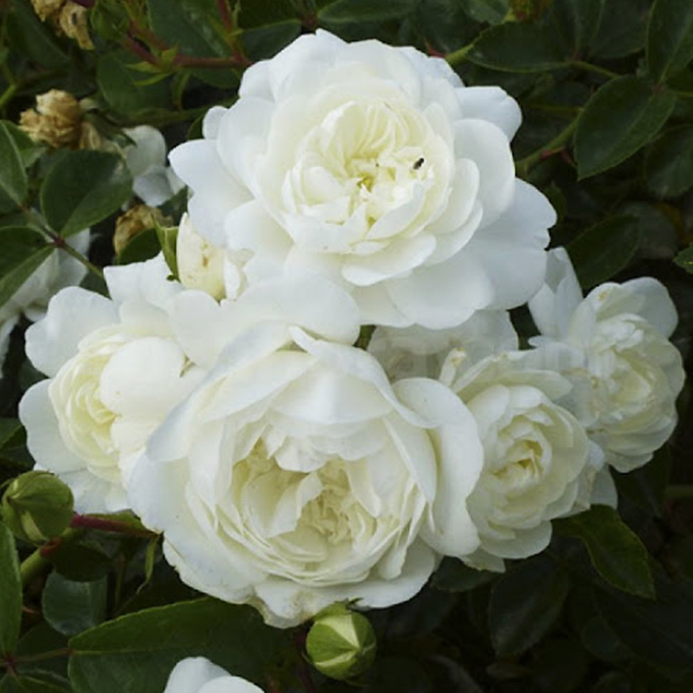 Саженцы роз на штамбе Свани (привитый) Черновцы - изображение 1