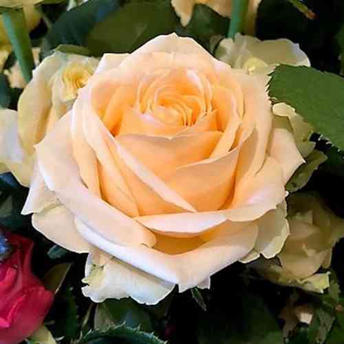 Саженцы роз Пинк Аваланж (привитый) - 2-летний Черновцы