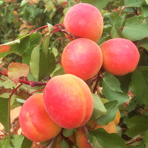 Саженцы абрикоса Могадор (привитый) - 1-летний Черновцы - изображение 1