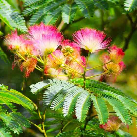 Саджанці Альбіції - 2-річний Чернівці