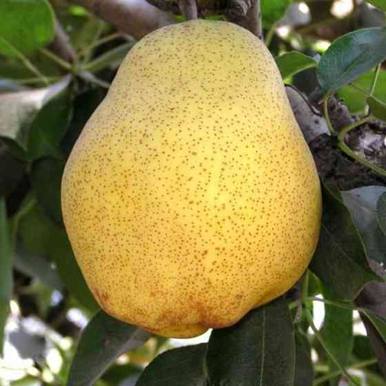 Саджанці груші Кіффер (привитий) - 1-річний Чернівці