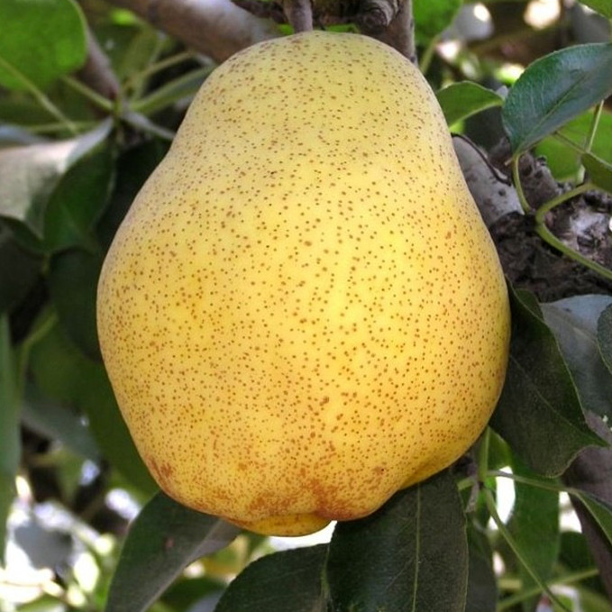 Саджанці груші Кіффер (привитий) - 1-річний Чернівці - фото 1