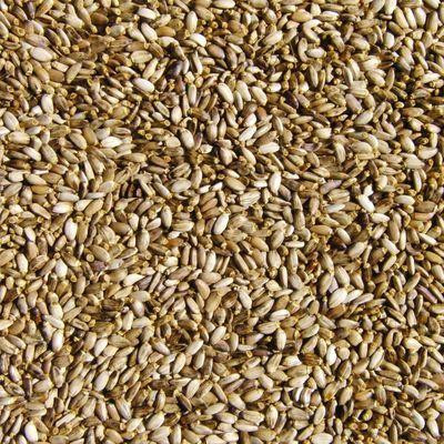 Насіння росторопши плямистої (Семена росторопши пятнистой) 100г(высший сорт) master sem Киев - изображение 1