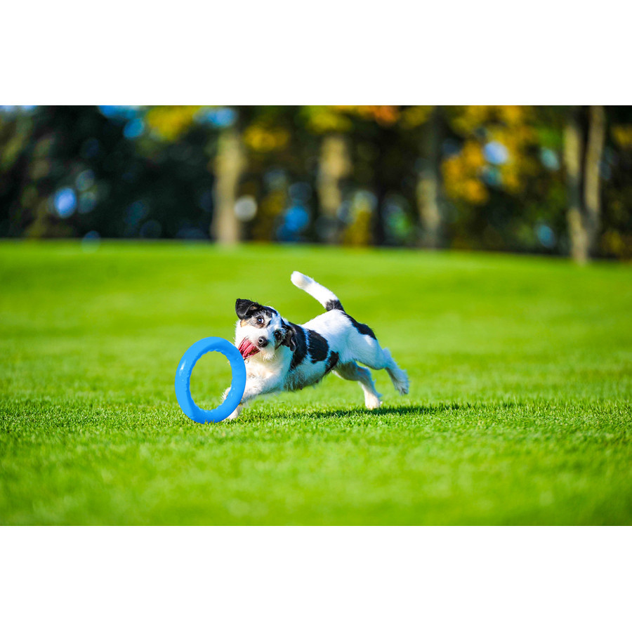 Кільце для апортування PitchDog20, діаметр 20 см блакитний Київ - фото 5