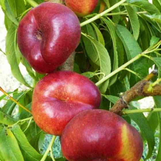 Саженцы нектарина Ориола (привитый) - 1-летний Черновцы