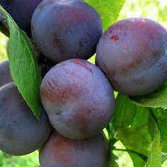 Саджанці сливи Євразія 21 (привитий) - 1-річний Чернівці