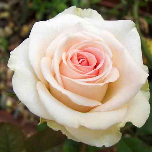 Саджанці троянд Перл Аваланж (привитий) - 2-річний Чернівці