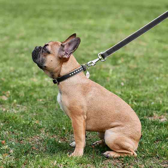 Повідець для собак шкіряний WAUDOG Soft, Ш 13 мм, Дов 122 см чорний Коломия