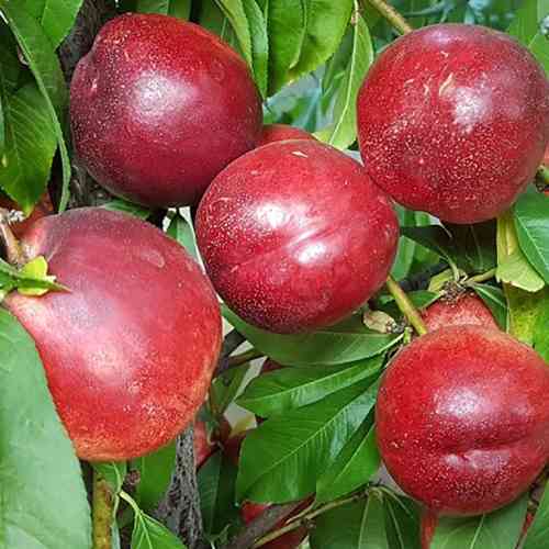 Саджанці нектарину Сноу Квін (привитий) - 1-річний Чернівці