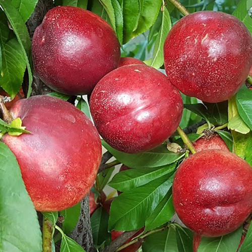 Саджанці нектарину Сноу Квін (привитий) - 1-річний Чернівці - фото 1