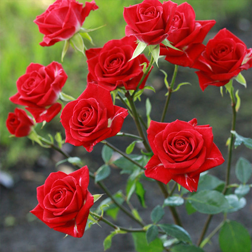 Саженцы роз Мирабель (привитый) - 2-летний Черновцы - изображение 1