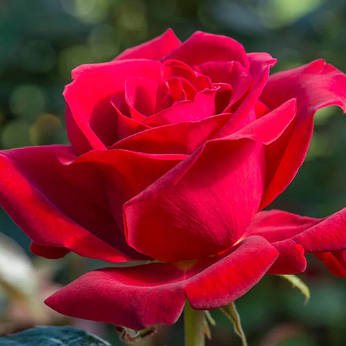 Саджанці троянд Валентина (привитий) - 2-річний Чернівці - фото 1