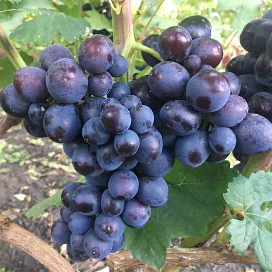 Саджанці винограду Подарунок Несветая (черенкований) - 2-річний Чернівці