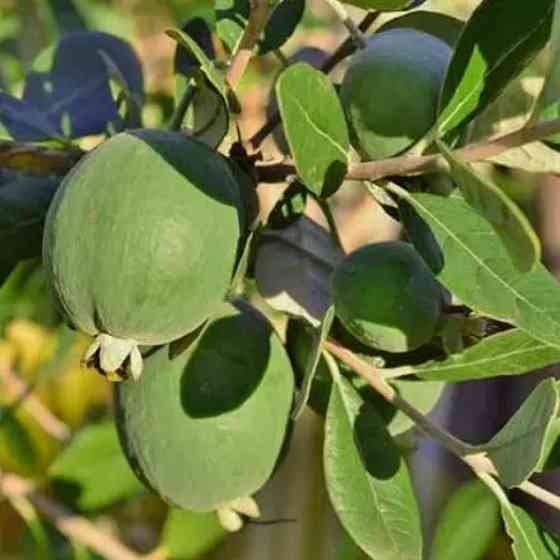 Саджанці фейхоа Бессон - 1-річний Чернівці