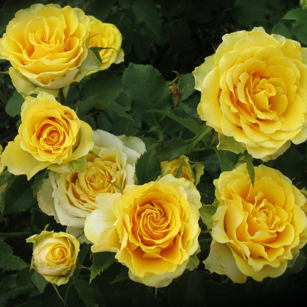 Саженцы чайно-гибридных роз Илиос (привитый) Черновцы - изображение 1