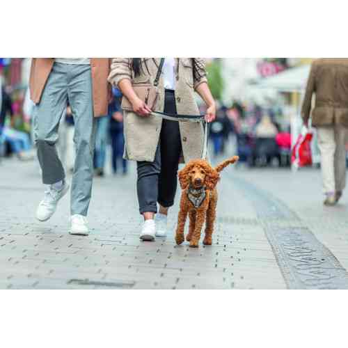 Шлей Trixie CityStyle H-harness для собак хлопок L–XL 75–120 см 25 мм светло-серый Киев