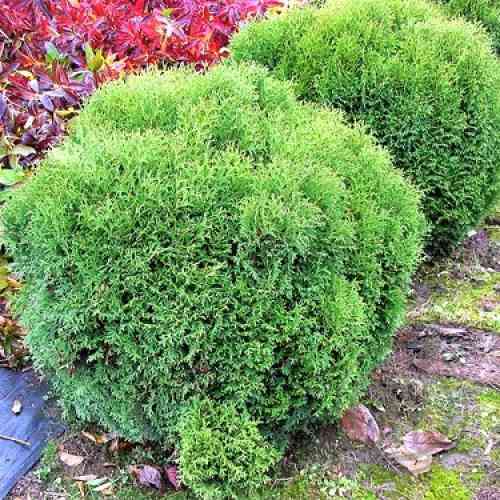 Саджанці туї Літл Джем Чернівці