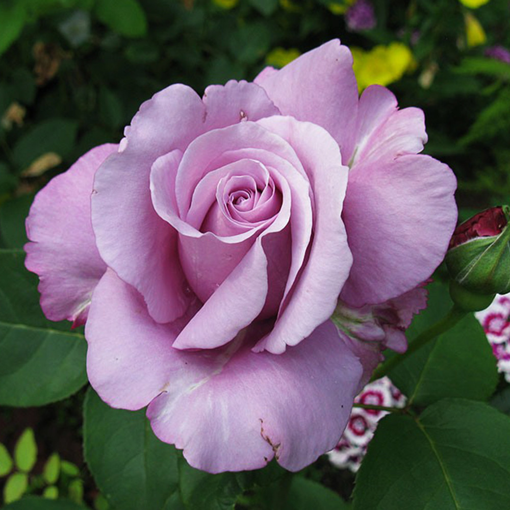 Саджанці чайно-гібридних троянд Шарль де Голль (привитий) Чернівці - фото 1