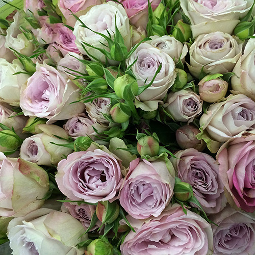 Саджанці троянд Сільвер Баблс (привитий) - 2-річний Чернівці - фото 1