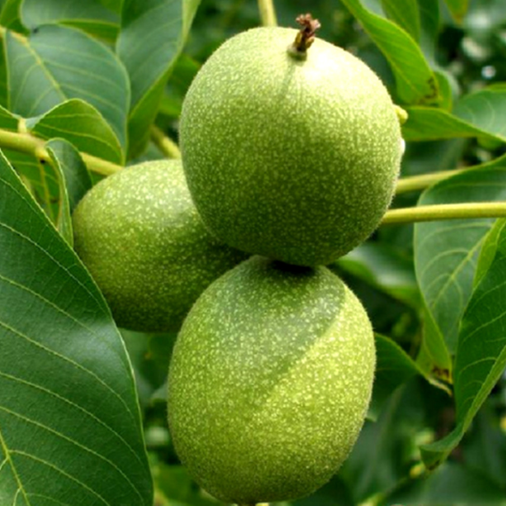 Саджанці грецького горіха Гігант - 2-річний Чернівці - фото 4