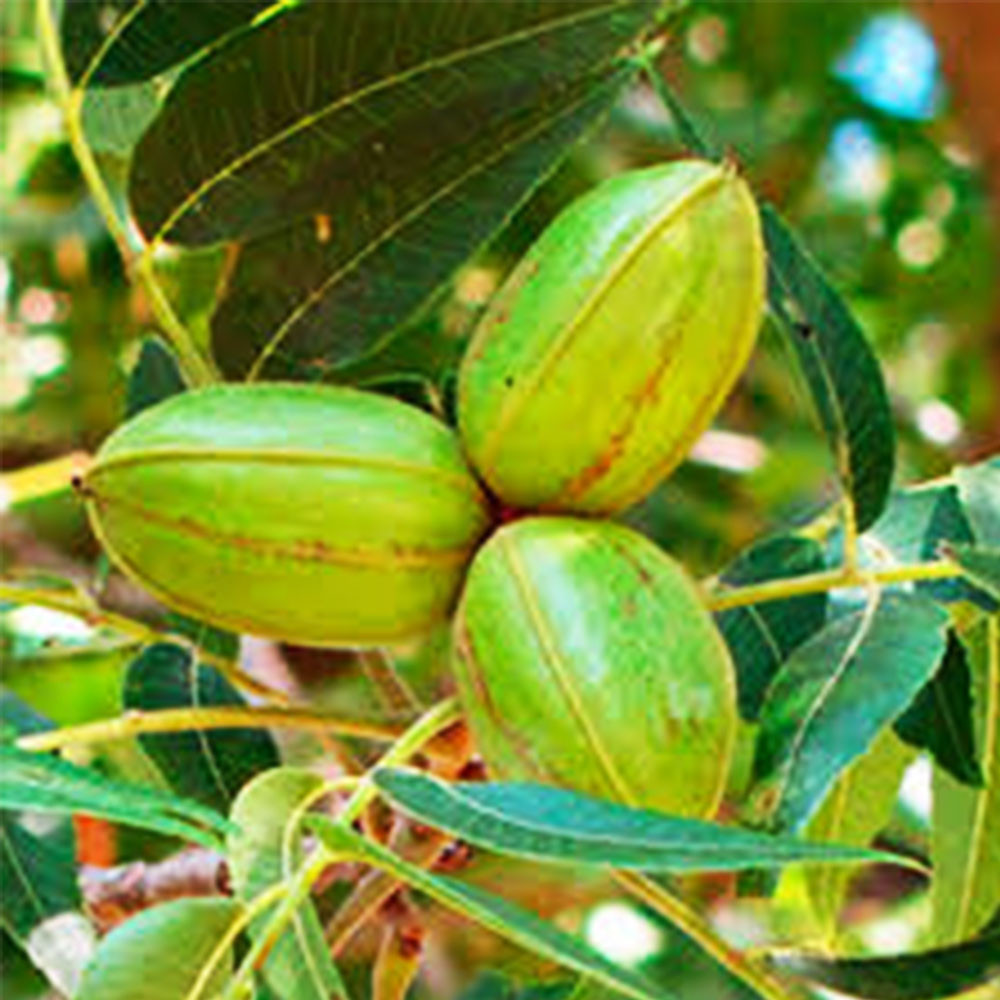 Саджанці пекана Apache (Апаче) - 1-річний Чернівці - фото 1