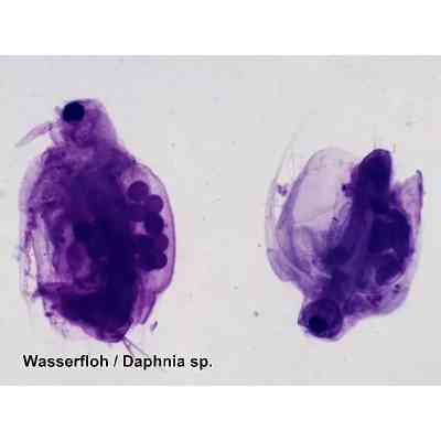 Набор микропрепаратов Bresser 100 шт (5986003) (931508) Винница