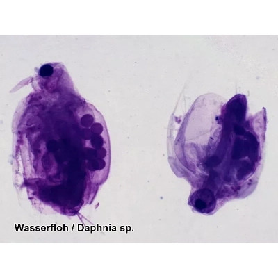 Набор микропрепаратов Bresser 100 шт (5986003) (931508) Винница - изображение 6