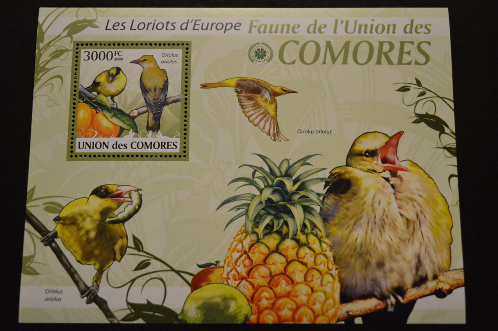 Коморські острови. Фауна. 2009рік Полтава - фото 1