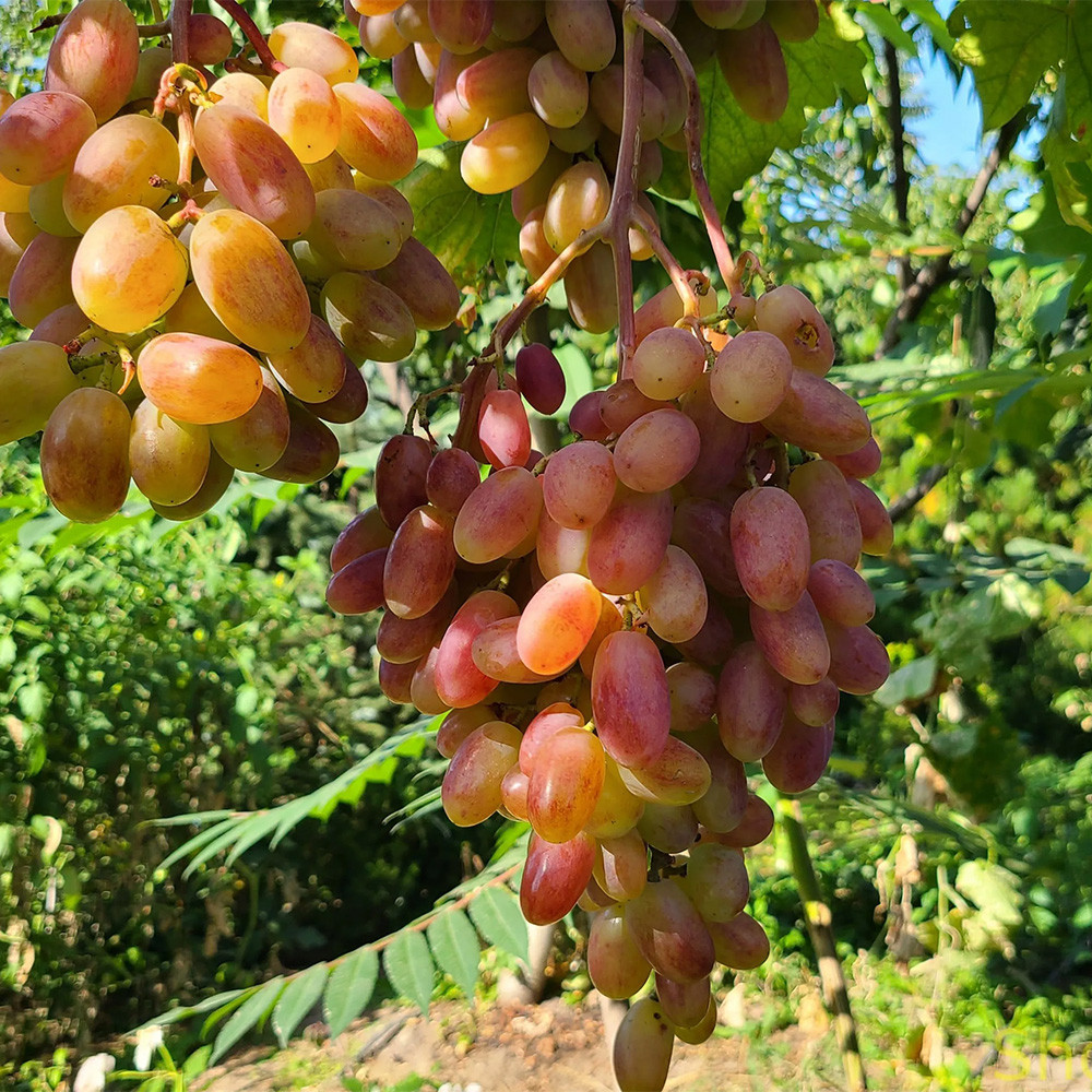 Саженцы винограда Потомок Ризамата (черенкованный) - 1-летний Черновцы - изображение 2