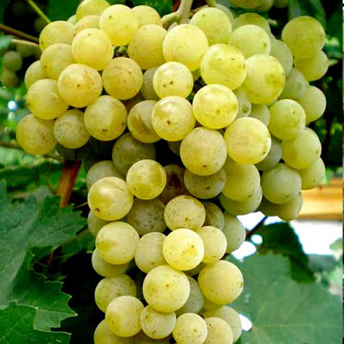 Саженцы винограда Тельты Курук (черенкованный) - 1-летний Черновцы - изображение 1