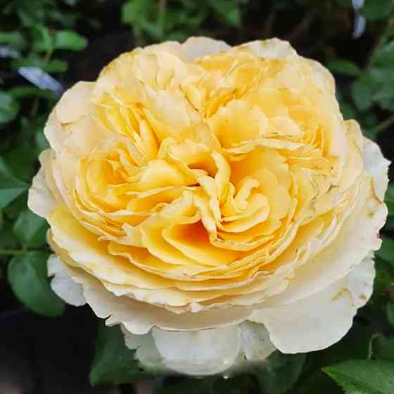 Саженцы английских пионовидных роз Беатрис (привитый) Черновцы