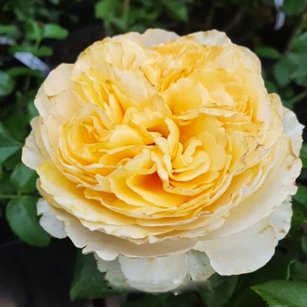 Саджанці англійських піоноподібних троянд Беатріс (привитий) Чернівці - фото 3