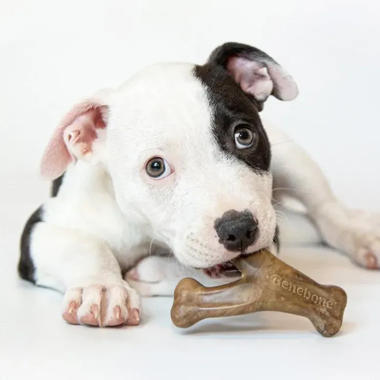 Набір жувальних іграшок для собак Benebone Puppy Pack (Дентал кістка+Важіль) зі смаком бекону для цуценят до 7 кг Вінниця - фото 5