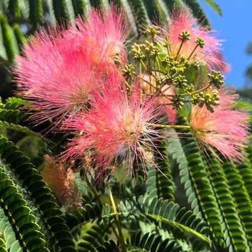 Саджанці альбіції Зонтична (привитий) - 2-річний Чернівці