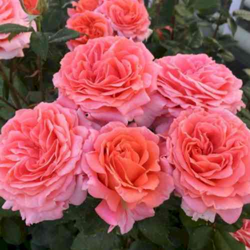 Саженцы роз Альбрехт Дюрер (привитый) - 2-летний Черновцы