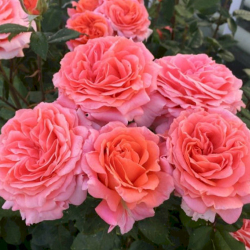 Саженцы роз Альбрехт Дюрер (привитый) - 2-летний Черновцы - изображение 1