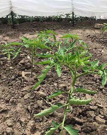 Парник 8 м 60 плотность,из агроволокна Shadow  складной парник из спанбонда для огорода Днепр
