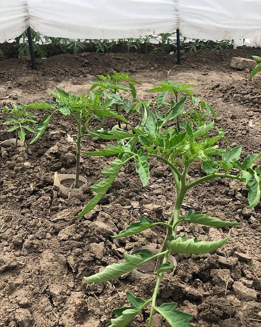 Парник 8 м 60 плотность,из агроволокна Shadow  складной парник из спанбонда для огорода Днепр - изображение 6